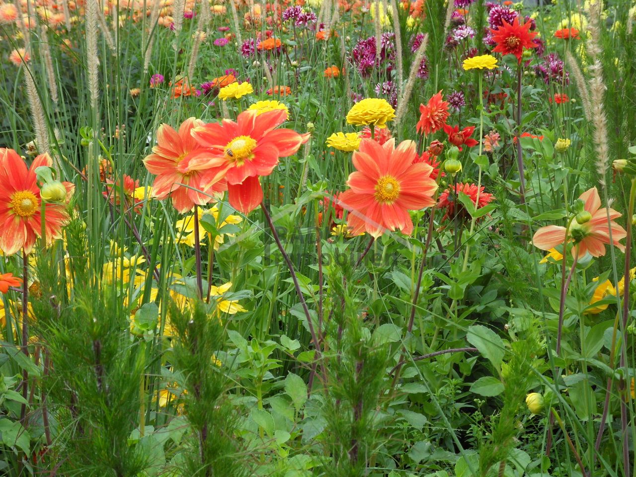Blumenwiese