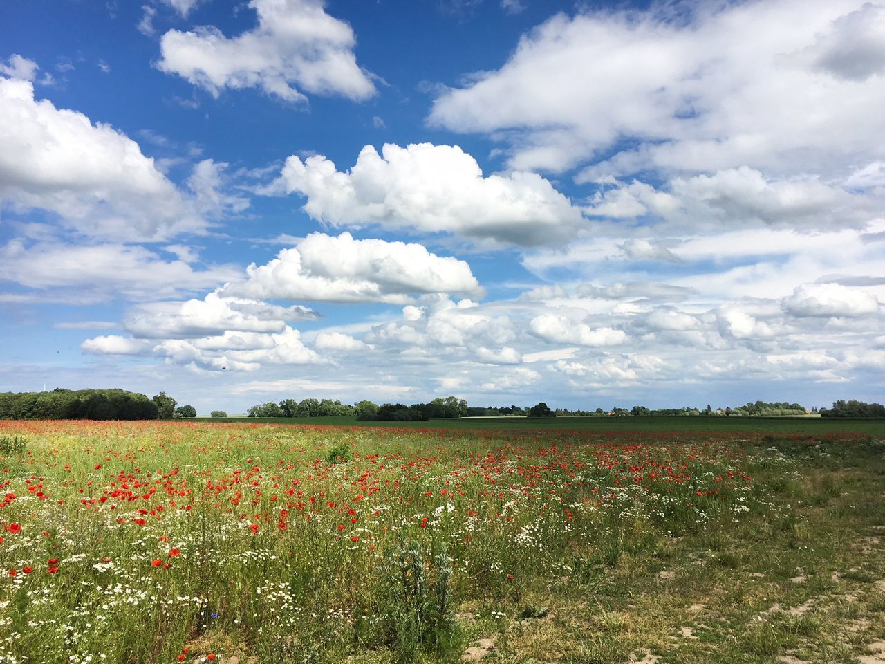 Natur pur