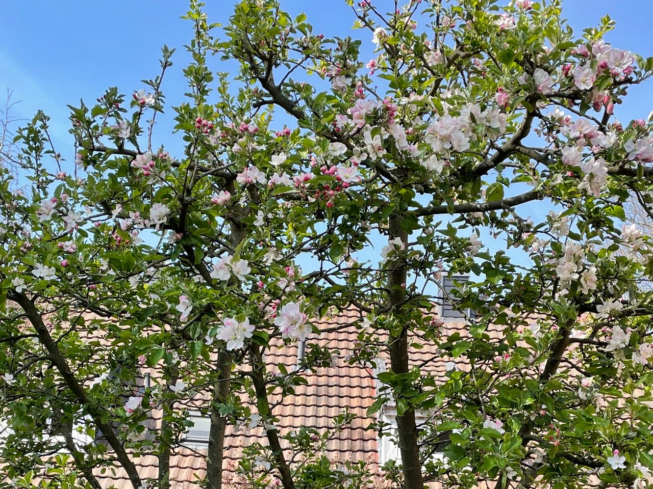 Haus mit Garten