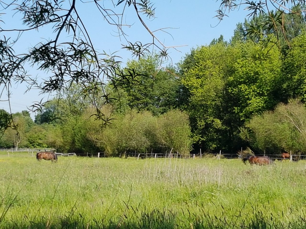 Kollau-Weiden
